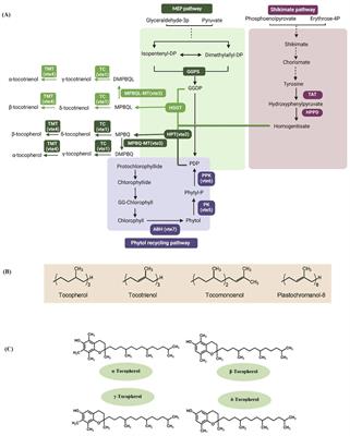 Genome-wide association study and genotypic variation for the major tocopherol content in rice grain